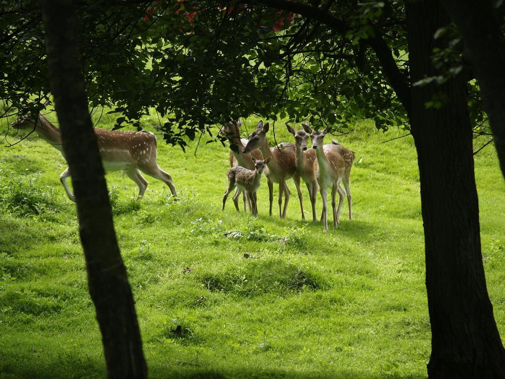 Rold Storkro Skorping Exteriér fotografie